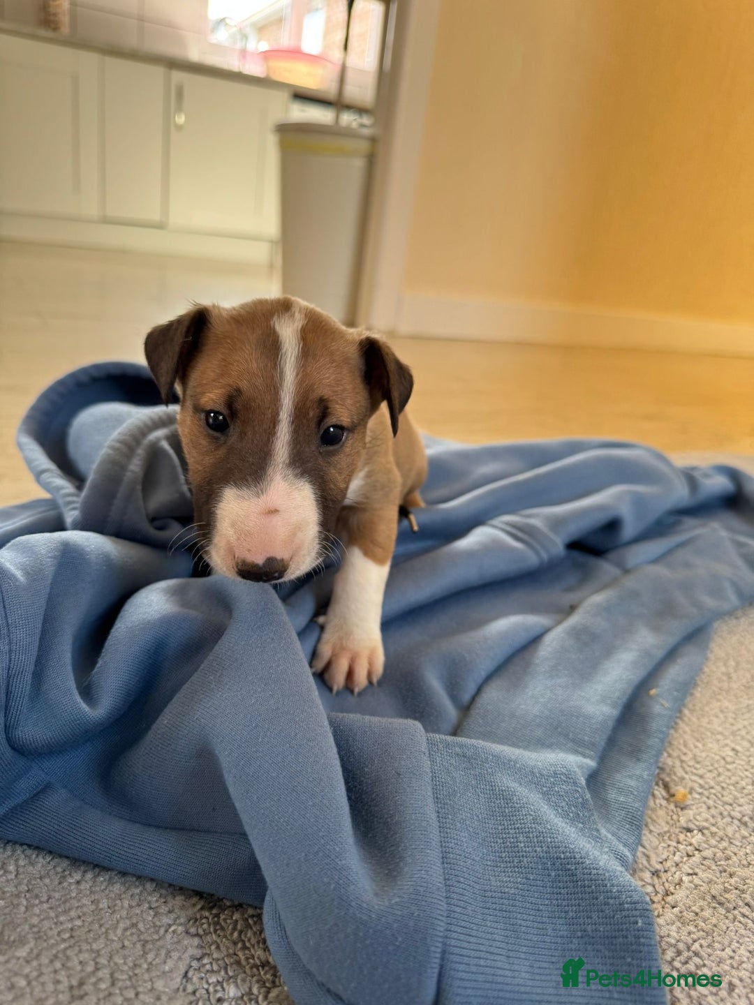 English Bull Terrier dogs for sale: 5* Stunning English Bull Terrier Pups  - Image 9
