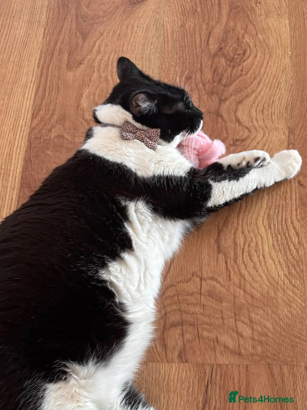 British Longhair cats for sale: Cat for sell to good home in Barking - Advert 2