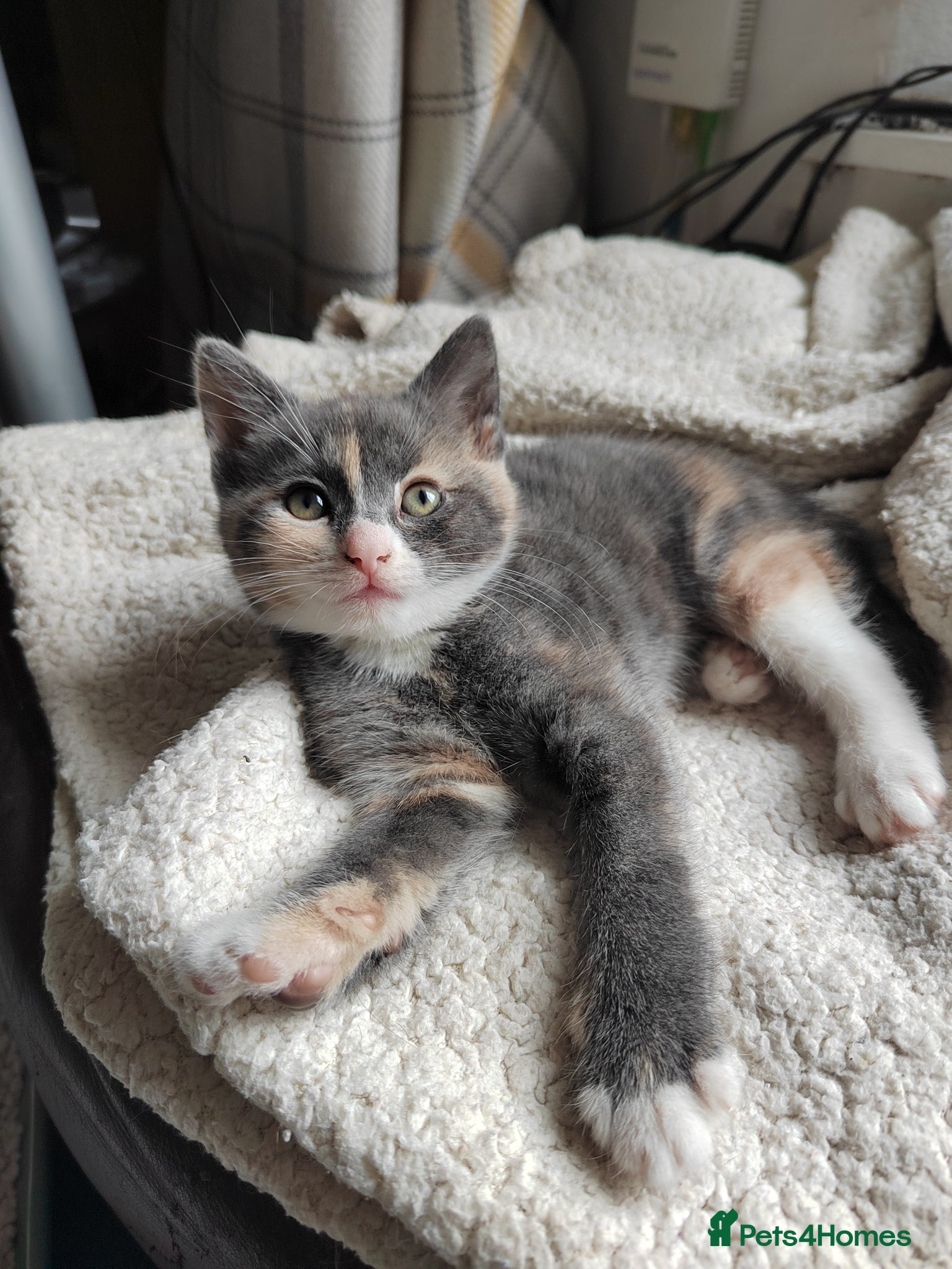 Mixed Breed cats for sale: Beautiful grey, tortoiseshell, black kittens in Wakefield - Advert 4