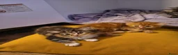 Persian cats for sale: Persion x  - Advert 7