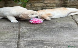 Golden Retriever dogs for sale: Cream beautiful golden retriever  - Image 5