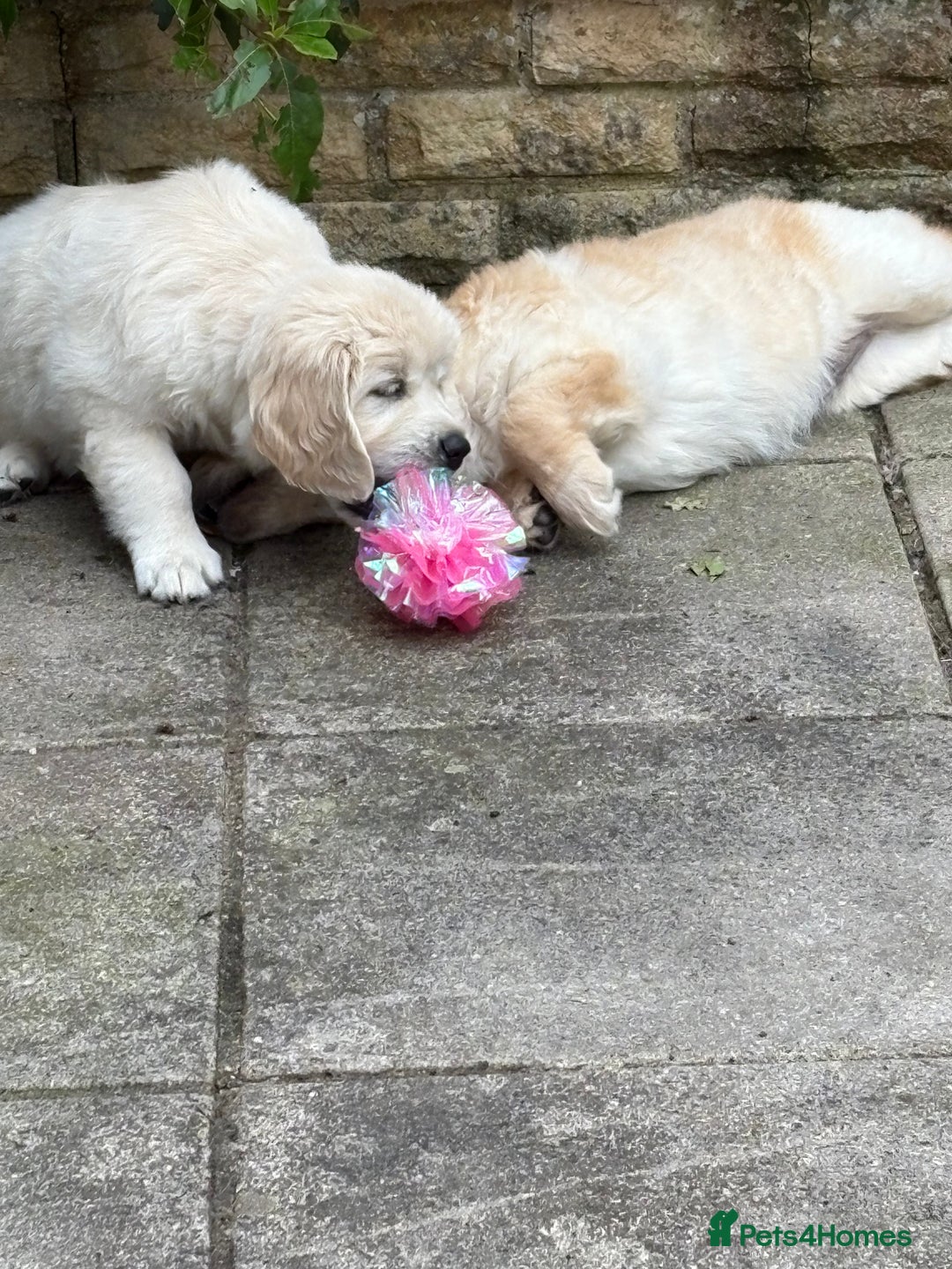Golden Retriever dogs for sale: Cream beautiful golden retriever  - Image 5