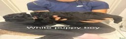 Labradoodle dogs for sale: Multi gen labradoodle x standard poodle puppies  - Advert 6