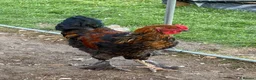 Mixed Breed poultry for sale: 2 cockrals available £20 each  - Advert 2