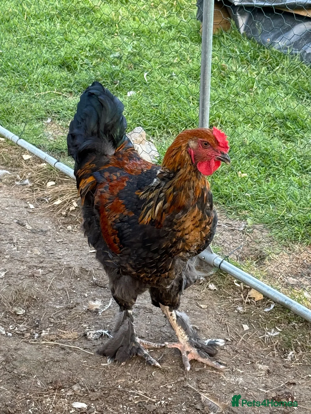 Mixed Breed poultry for sale: 2 cockrals available £20 each  - Advert 2