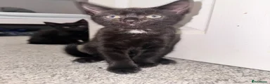  Kitten 2