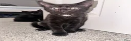 Mixed Breed cats for sale: 2 girl kittens left  - Advert 3