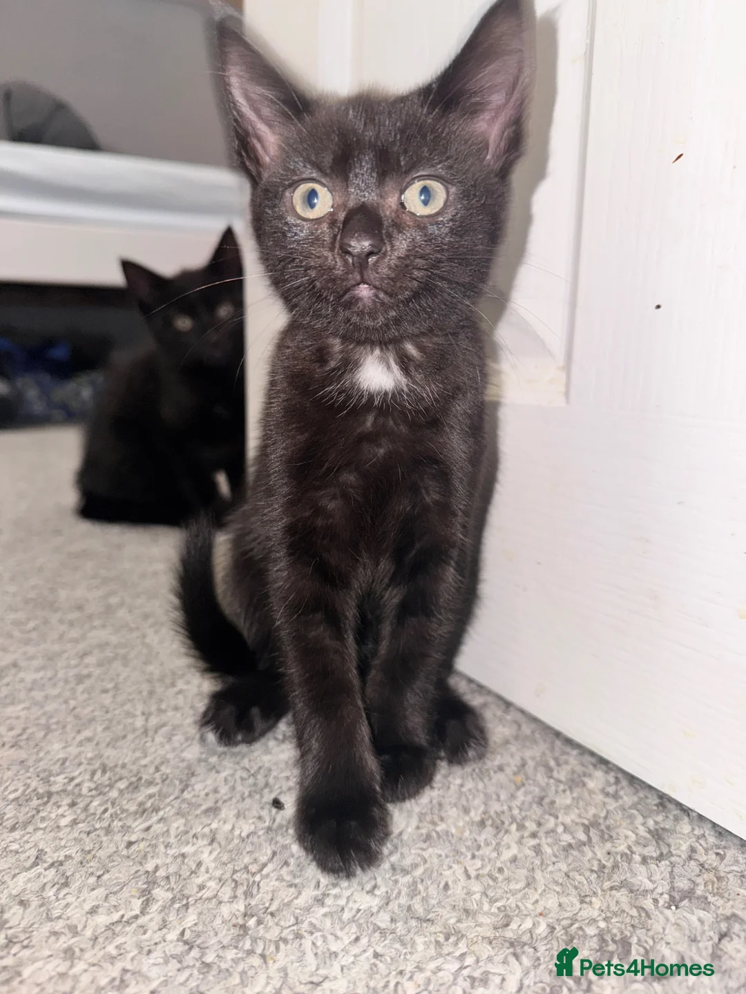Mixed Breed cats for sale: 2 girl kittens left  - Advert 3