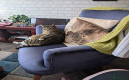 Mixed Breed cats for sale: Ripley - free to a good home - Image 3
