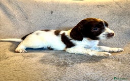 Sprocker dogs for sale: Merle and chocolate spaniels  - Image 8
