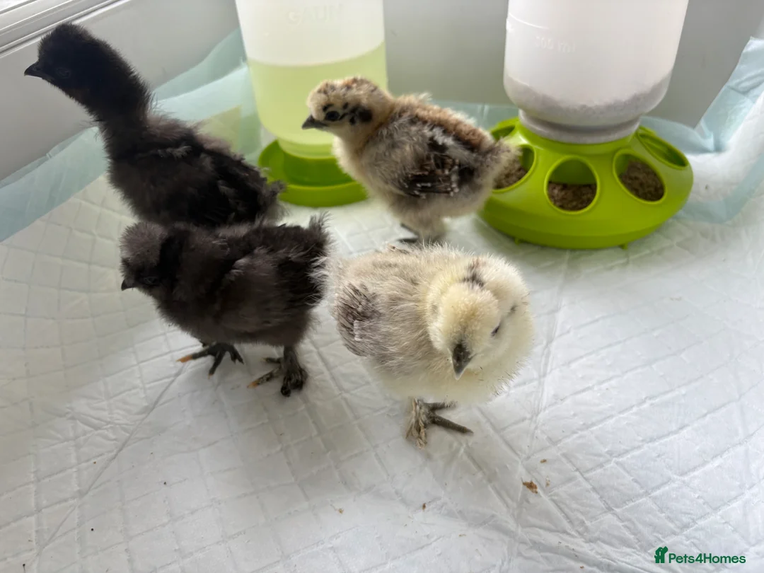 Chickens poultry for sale: 4 beautiful silkies chicks available  - Advert 9