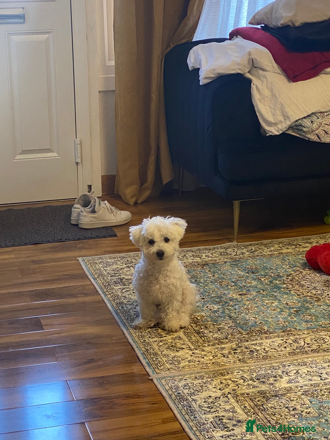 Bichon Frise dogs for stud: Bichon frise for stud - Image 4