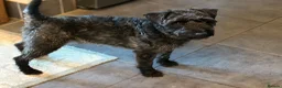 Patterdale Terrier dogs for stud: Stunning Proven Patterdale for Stud - Advert 3