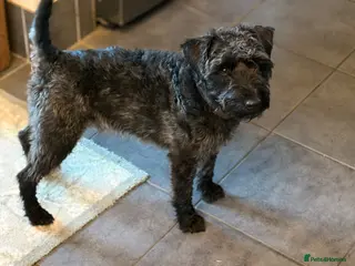 Patterdale Terrier dogs Stunning Patterdale for Stud - Advert 11