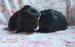 Guinea Pig rodents for sale: Two females guinea pigs baby's rwady now  - Image 4
