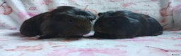 Guinea Pig rodents for sale: Two females guinea pigs baby's rwady now  - Advert 4