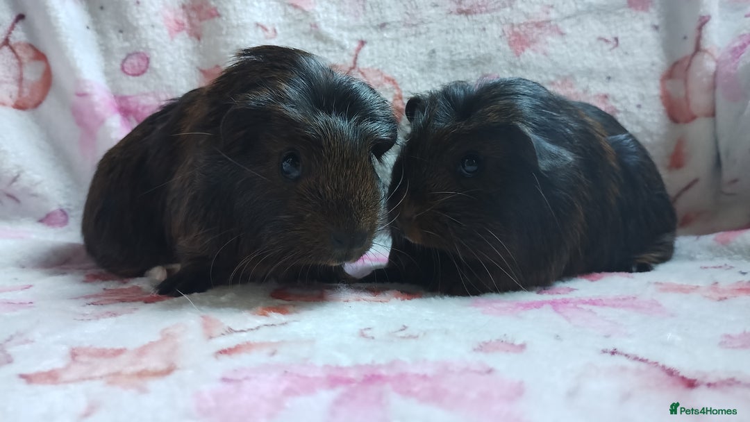 Guinea Pig rodents for sale: Two females guinea pigs baby's rwady now  - Image 4
