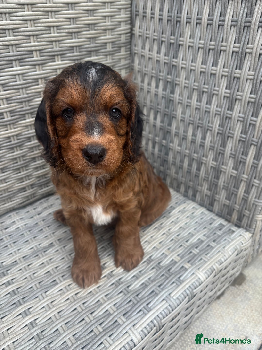 Cockapoo dogs for sale: 🐾 Gorgeous cockapoo puppies🐾 - Image 13