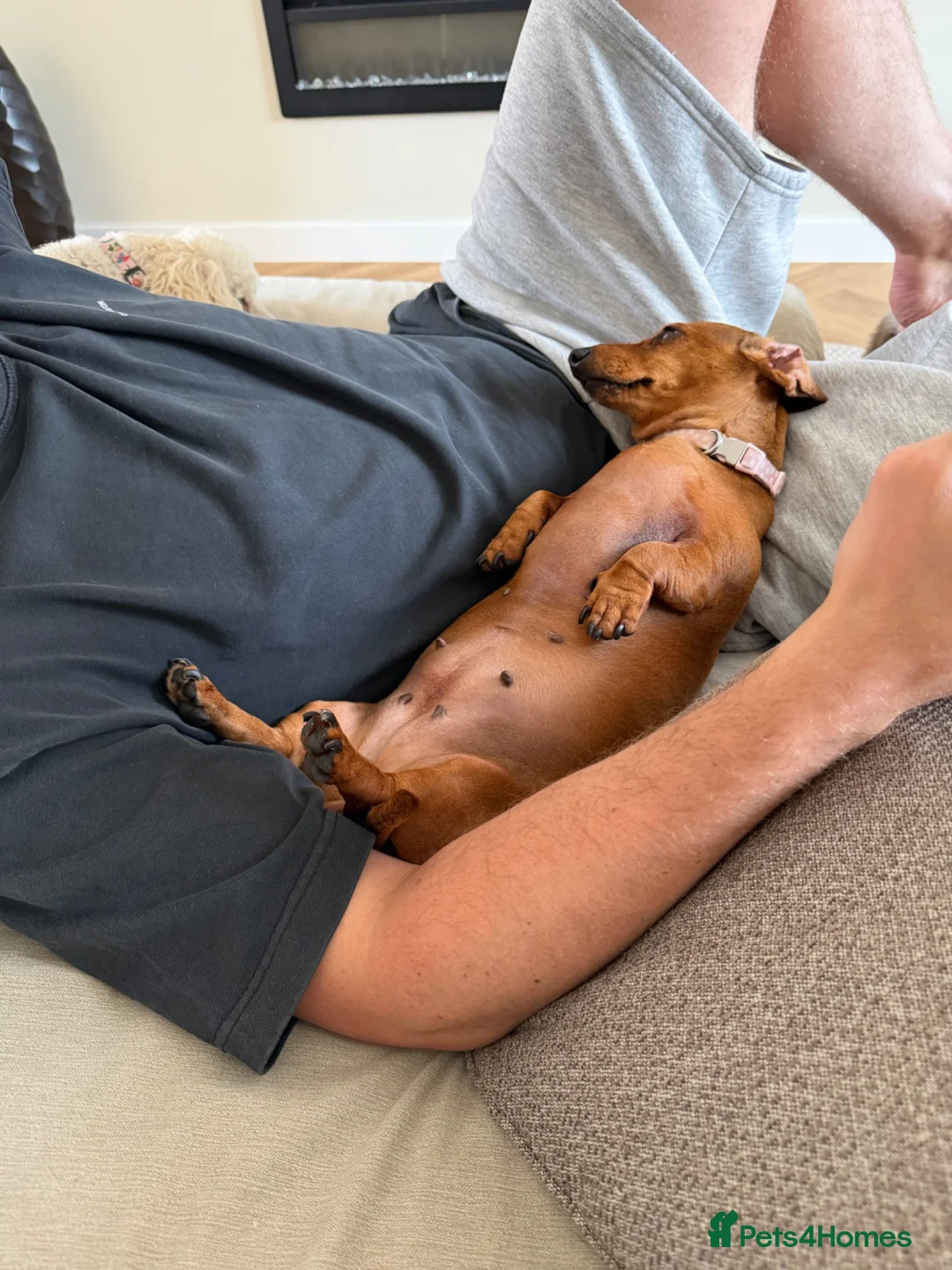 Miniature Dachshund dogs for adoption: 4 year old miniature dachshund  in Crediton - Advert 4