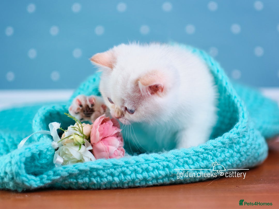 Scottish Fold cats for sale: Show Quality Scottish Kittens - Advert 5