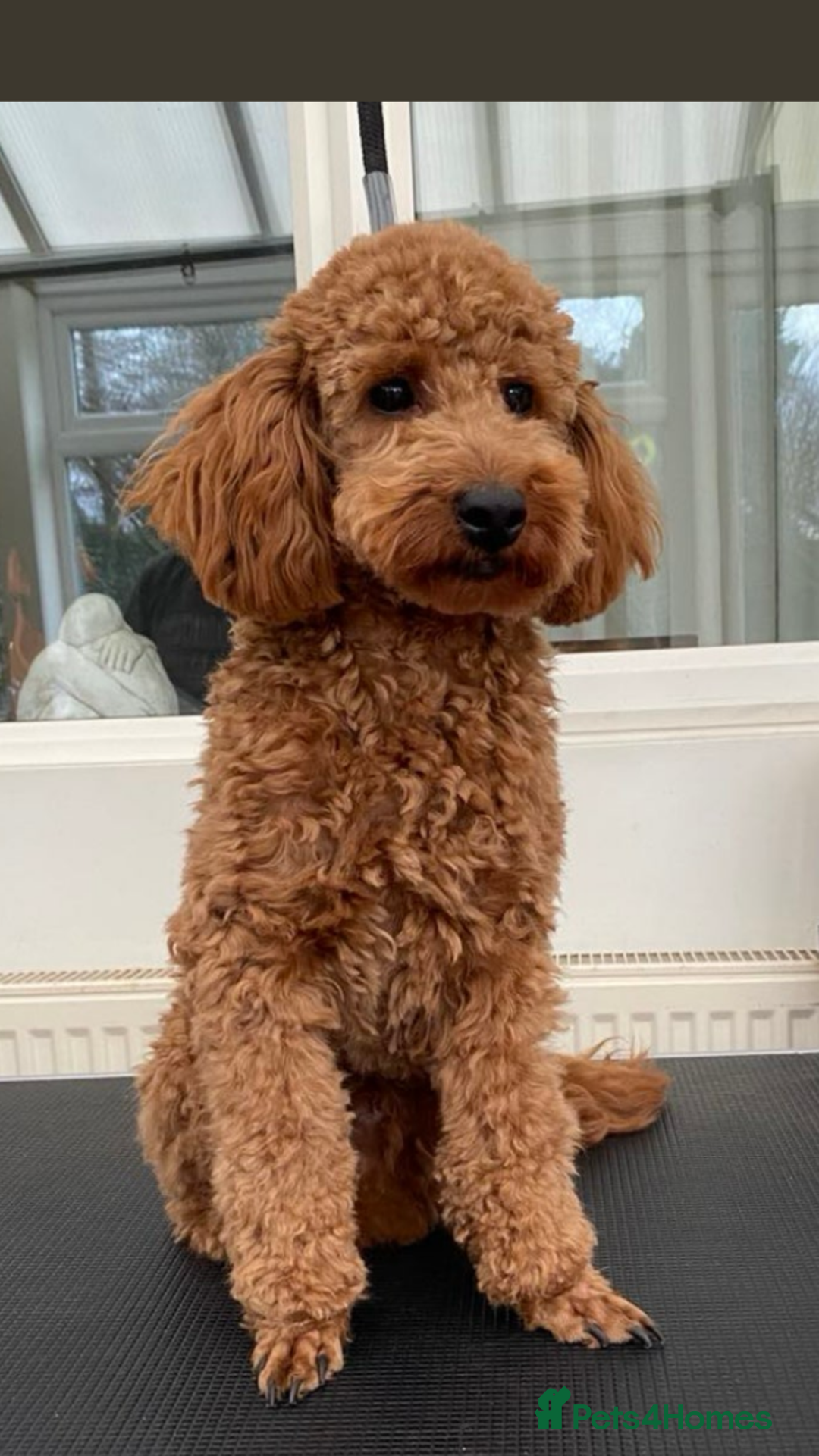 Cavapoo dogs for sale: F1b cavapoo puppies - Advert 19
