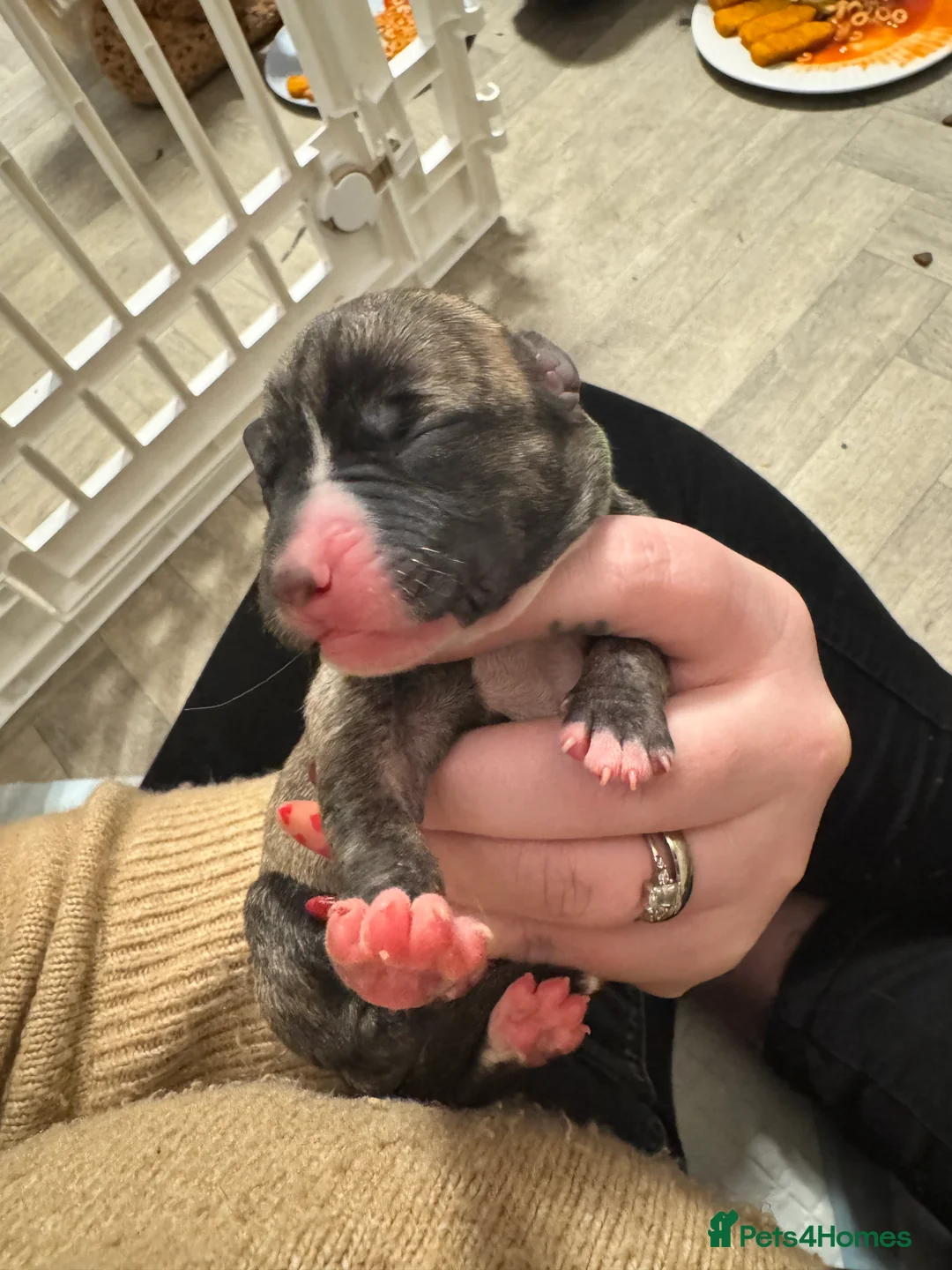Mixed Breed dogs for sale: 75% Lurcher 25% Cane Corso Puppies - Advert 18