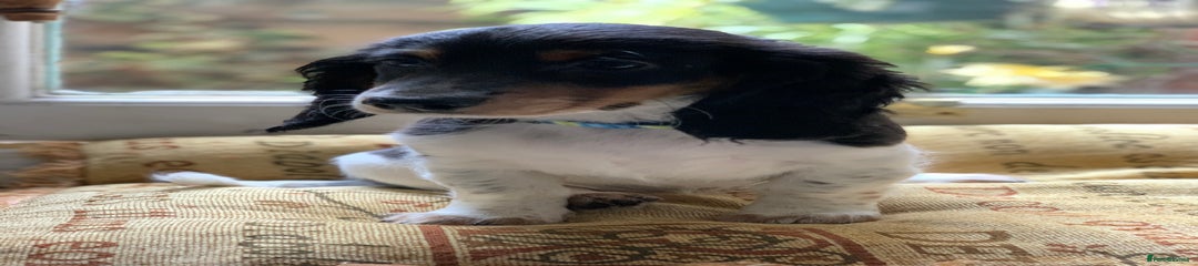 Dachshund Puppy 2
