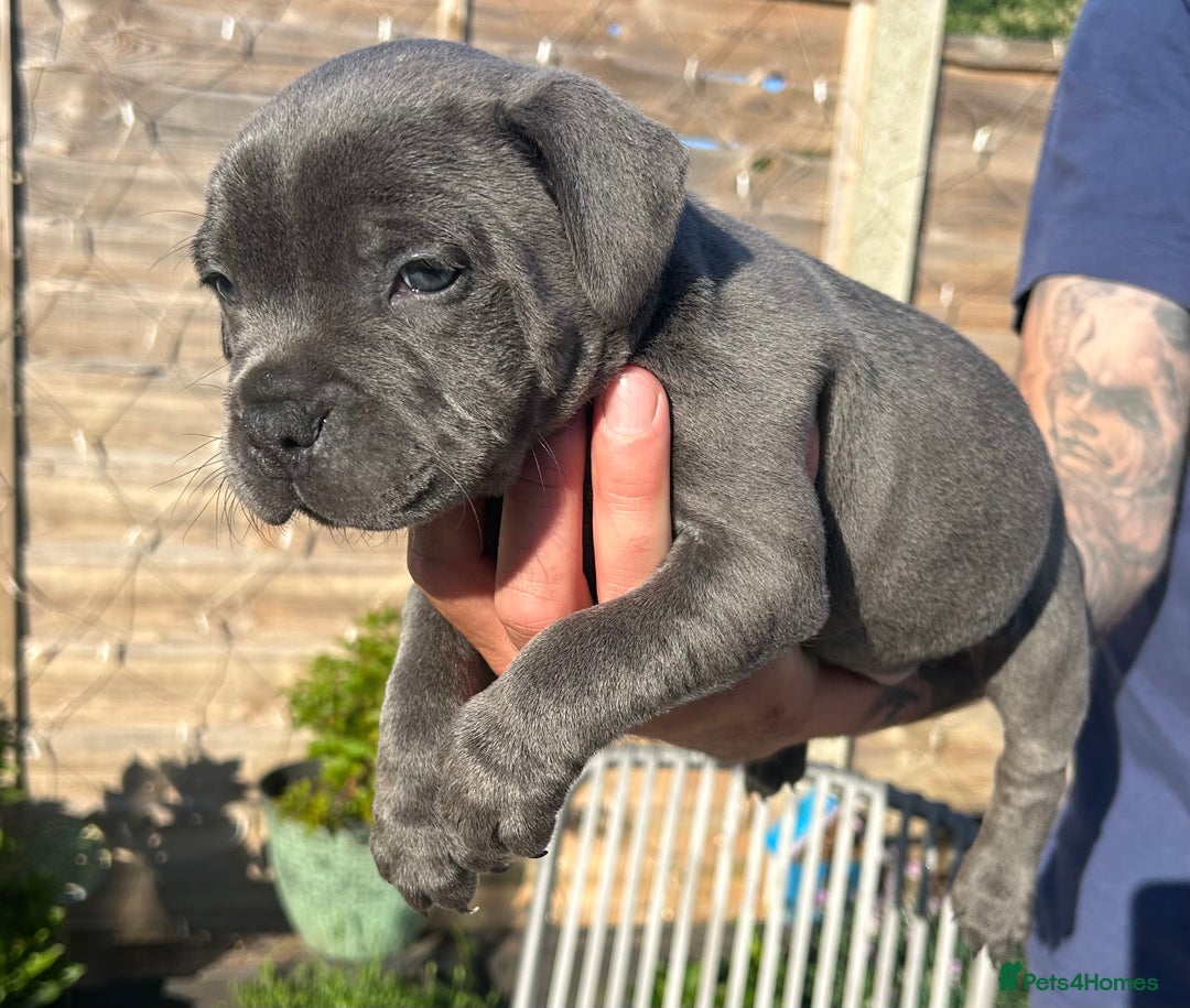 Bull Terrier Puppy Pitbull With Blue Eyes Bull Terrier Puppies