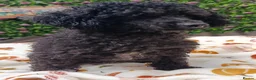 Toy Poodle dogs for sale: BLACK TOY POODLE FEMALE 3 KG TINY! - Advert 3