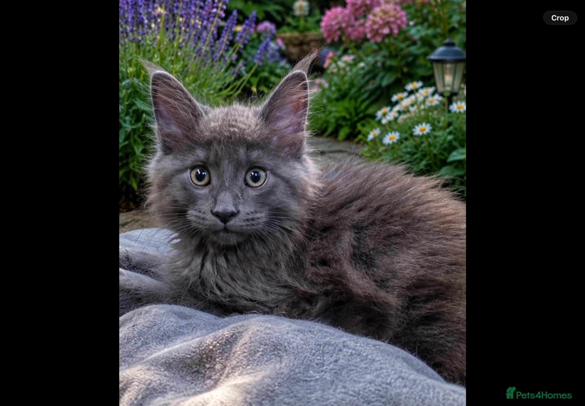 Maine Coon cats Pure bred mainecoon kittens - Advert 18