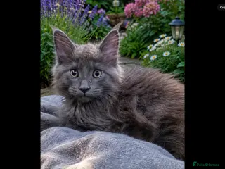 Maine Coon cats Pure bred mainecoon kittens - Advert 7