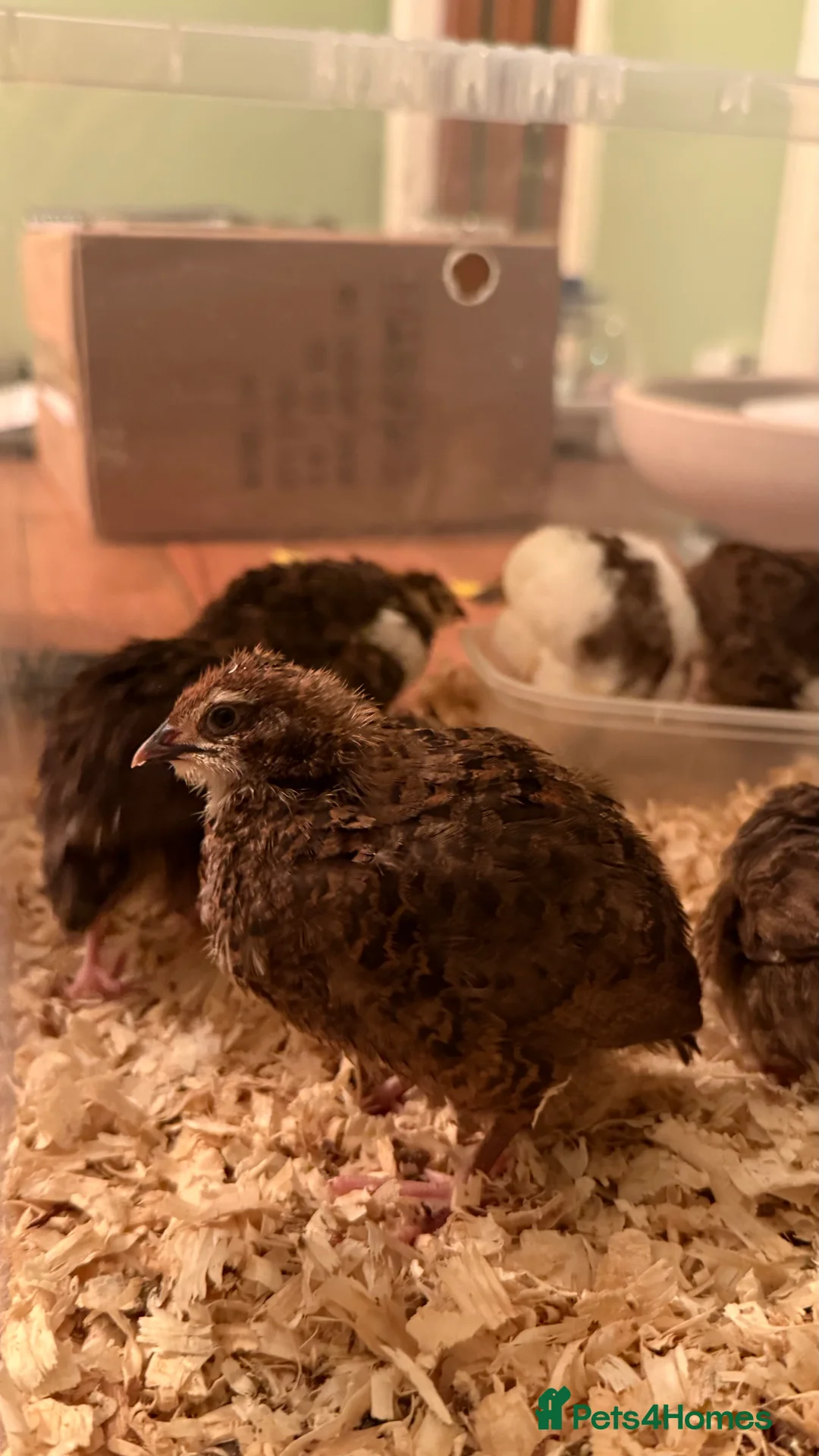 Quail poultry for sale: 🩵Celadon Coturnix quail chicks 💙 - Advert 15