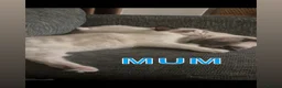 Ragdoll cats for sale: Bicolour ragdoll kittens and mum for sale - Advert 21