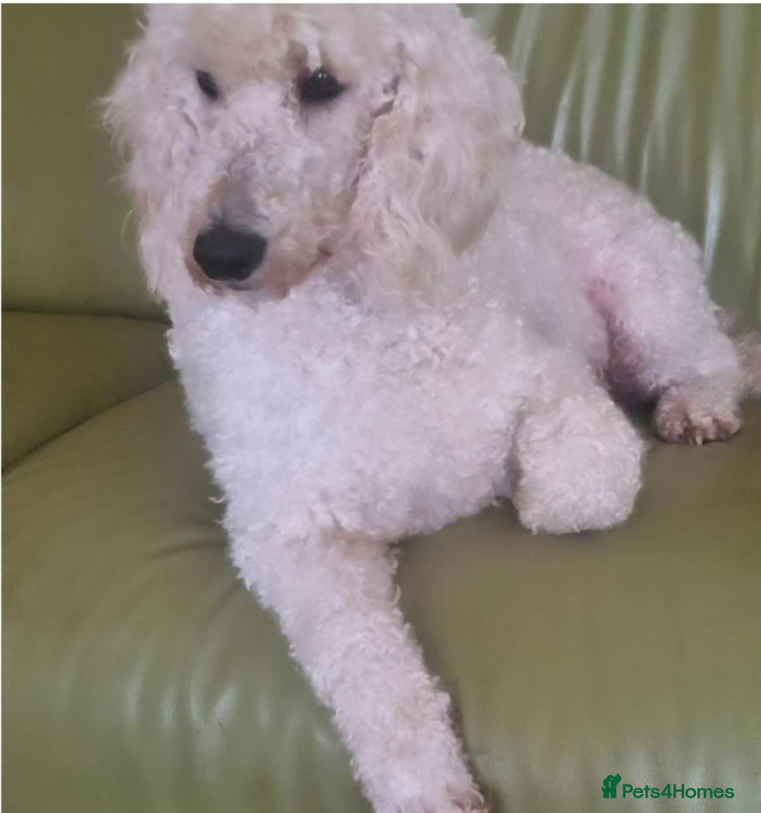 Cockapoo dogs Five F1 gorgeous Cockapoos mother & father present - Advert 1