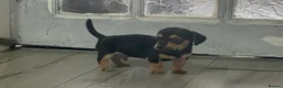 Jackshund dogs for sale: Beautiful jackweenies for sale  - Advert 3