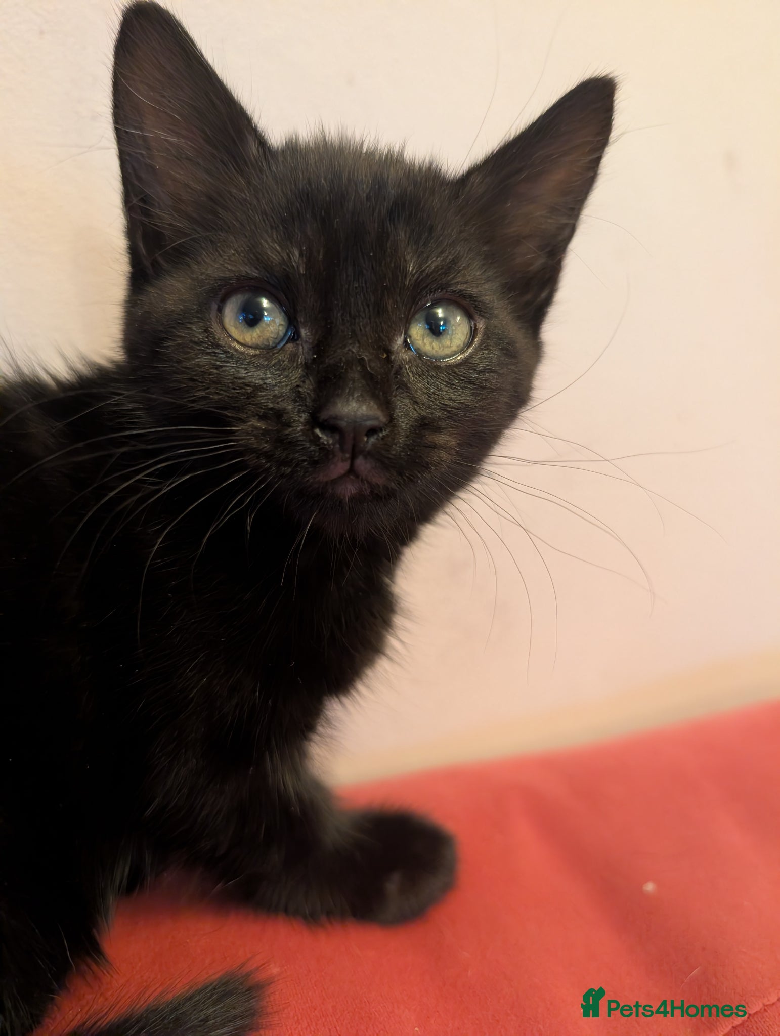 Domestic Shorthair cats for sale: 🖤 LAST KITTEN REMAINING – Midnight 🖤 - Advert 1