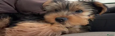 Yorkshire Terrier 