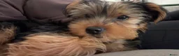 Yorkshire Terrier dogs for sale: Yorkshire Terrier Boy  - Advert 6