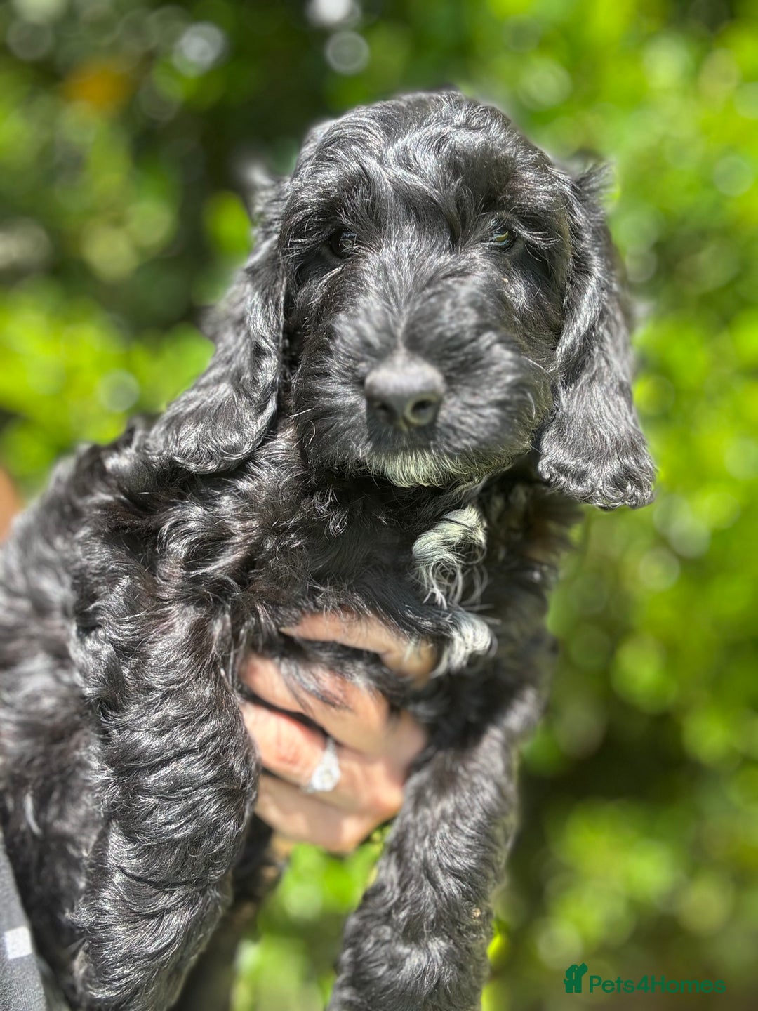 Cockapoo dogs for sale: Ready now black f1 minature show cockapoos  - Image 6