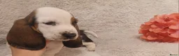 Basset Hound dogs for sale: Beautiful basset hounds - Advert 12