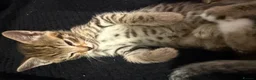 Bengal cats for sale: Bengal x tabby kittens  - Advert 13