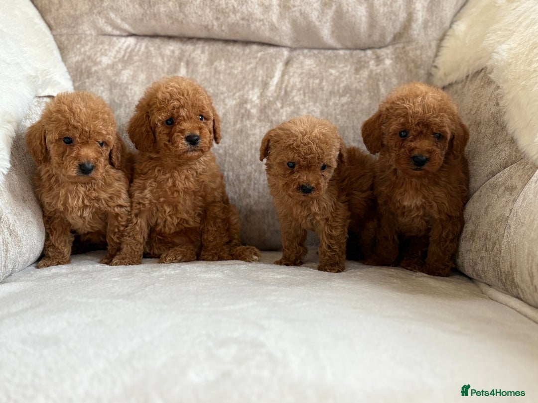 Miniature Poodle dogs for sale: 4 gorgeous miniature girl poodles - Advert 14