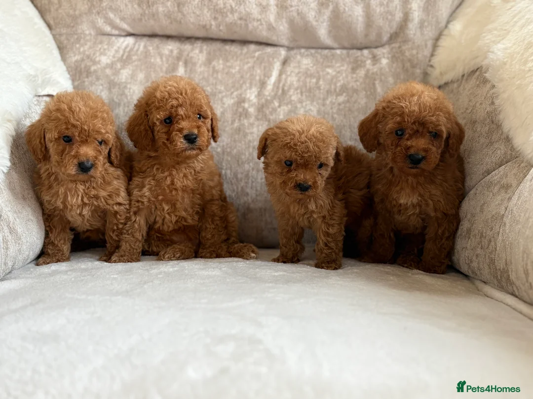 Miniature Poodle dogs for sale: 4 gorgeous miniature girl poodles - Advert 14
