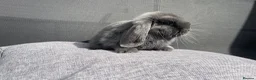 Mini Lop rabbits for sale: Mini Lops Ready To Leave Now  - Advert 10