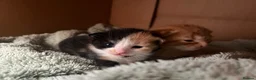 Mixed Breed cats for sale: 3 beautiful kittens  - Advert 19
