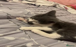 American Shorthair cats for sale: British shorthair cat - Advert 3