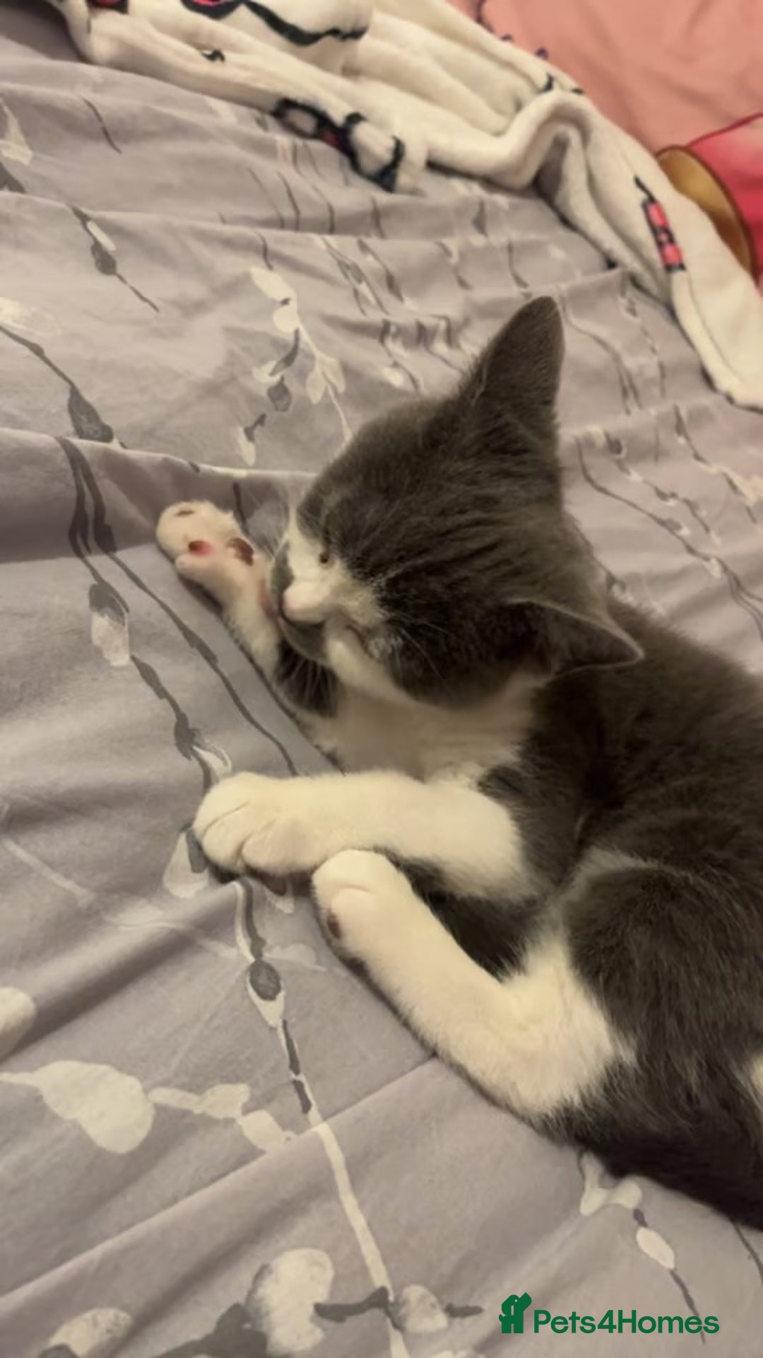 American Shorthair cats for sale: British shorthair cat - Advert 3