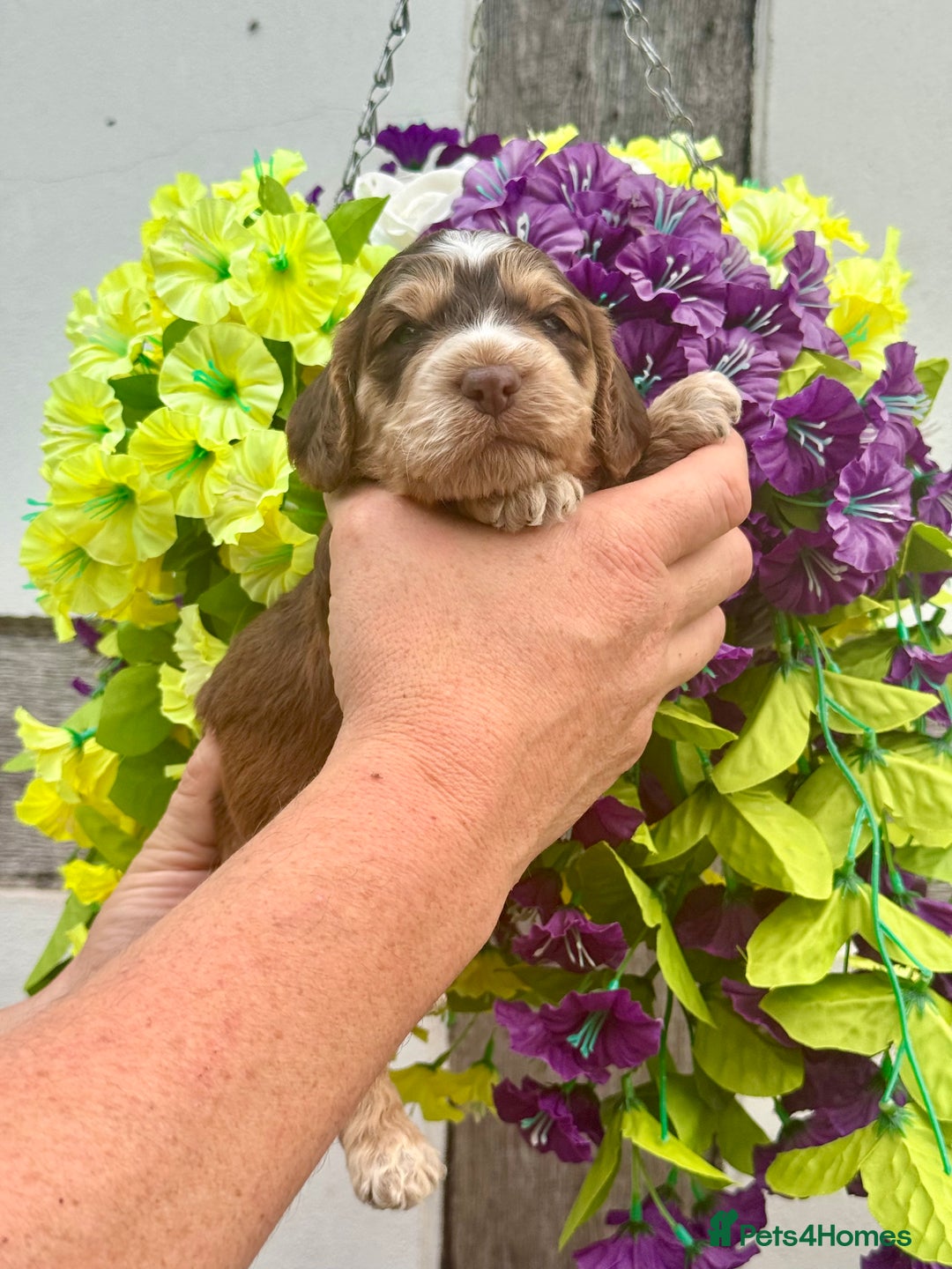 Cockapoo dogs for sale: 7 F1 exquisite dna tested clear Cockerpoos - Image 8