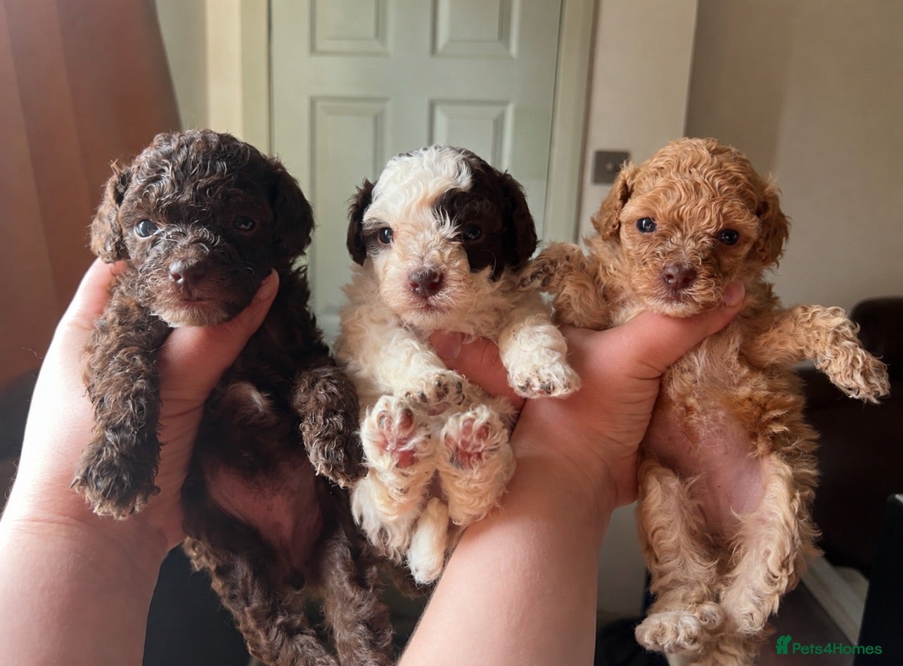 Toy Poodle dogs KC brown Parti, apricot, brown Toy Poodles - Advert 8