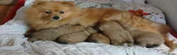 Pomeranian dogs for sale: STUNNING TEDDY BEAR FULL POM PUPPIES in Manchester - Advert 5